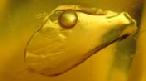 All natural Baltic amber with water and air