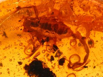 Scorpion in amber, Amber with scorpion inclusion, Dominican Republic, 7.9 gram, 47mm x 28mm x 14mm, USD 25,000.-